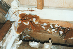 e17fcb22be1c4124a8793213f91402db-drevomorka